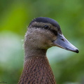 Duckling A 24-07-2008