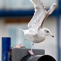 Sea Gull Sovereign Harbour 11-11-07