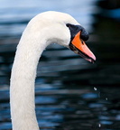 swan-06-02-08