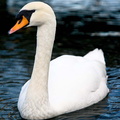 swan-A 06-02-08