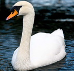 swan-A 06-02-08