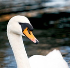 swan-B 06-02-08