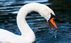 swan-Eating-06-02-08