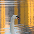 swan-eastbourne-11-11-07