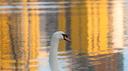 swan-eastbourne-11-11-07