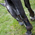 Ardlingly Horses 23 19-04-2009