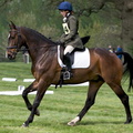Ardingly Horses 43-18-04-2009