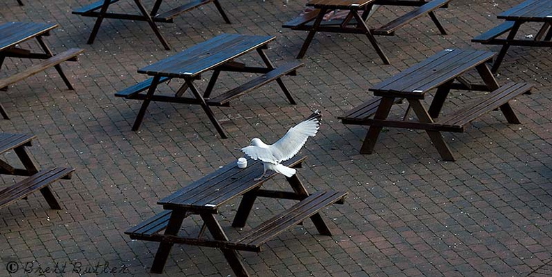 Gull-landing on table