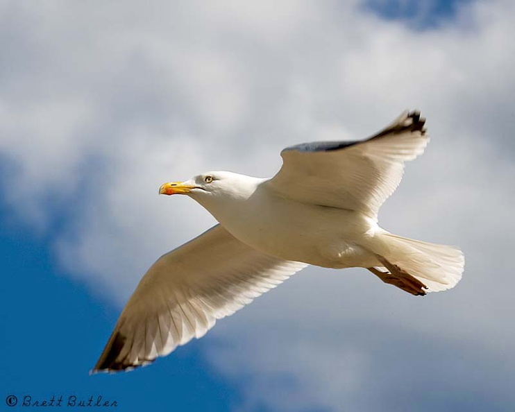 Gull_Flying.jpg