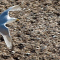 Gull Flying Beach