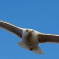 Gull Gliding