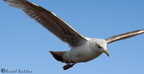 Gull Gliding A