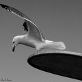 Gull Taking Off BW