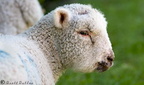 Lamb Face 06-05-2008