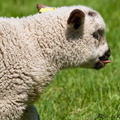 Lamb Tongue 15-05-2008
