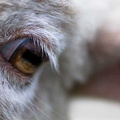 Sheep Eyes 26-06-208
