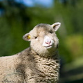 Sheep_bokeh_16-06-2008.jpg