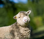 Sheep bokeh 16-06-2008
