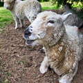 Sheep_close_up_14-06-208.jpg