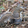 Squirrel Garden-02-06-2008