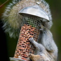 Squirrel_Garden-Nuts_03-06-2008.jpg