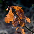 Autumn-Leaf-small.jpg
