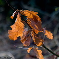 Autumn-Leaf.jpg