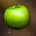 Green_apple_wet_22-04-20098.jpg