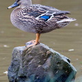 Duck15-10-2007.jpg
