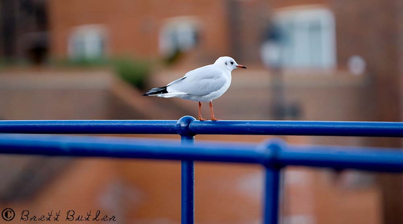 gull-eastbourne-11-11-07.jpg
