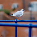 gull-eastbourne-11-11-07