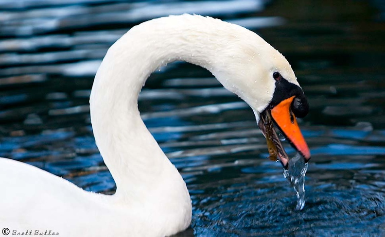swan-Eating-06-02-08.jpg