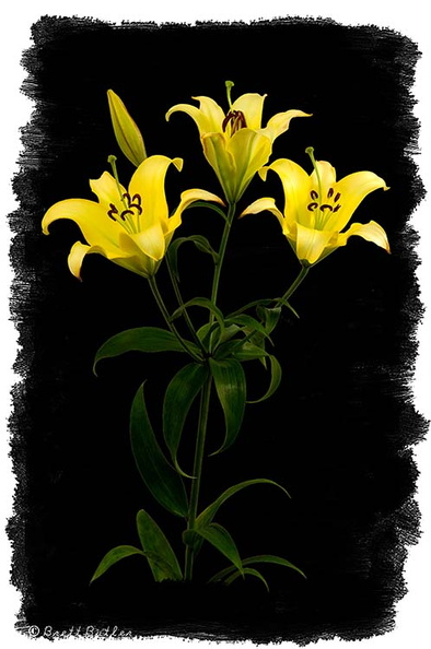 yellowflowerA.jpg