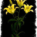 yellowflowerA