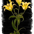 yellowflowerB.jpg
