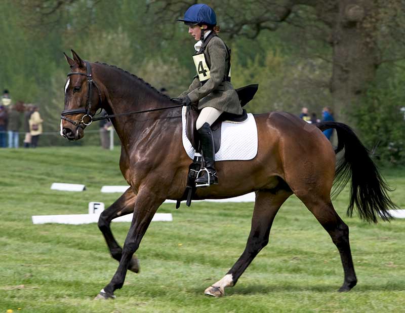 Ardingly Horses 43-18-04-2009