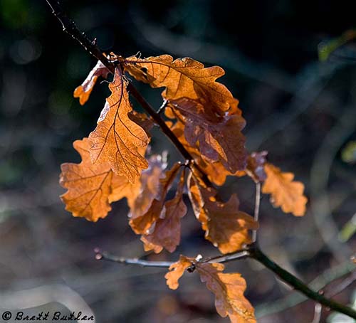 Autumn-Leaf-small