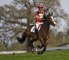 Ardingly Horses 62-18-04-2009